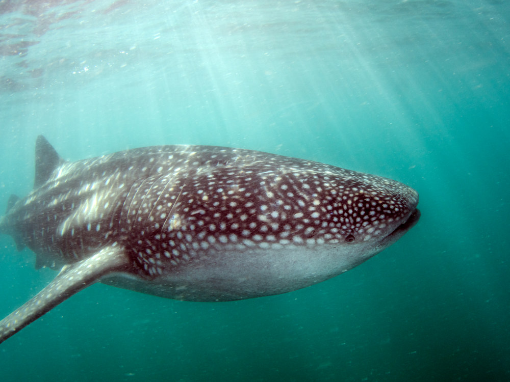 Whales in Baja waters Mexico
